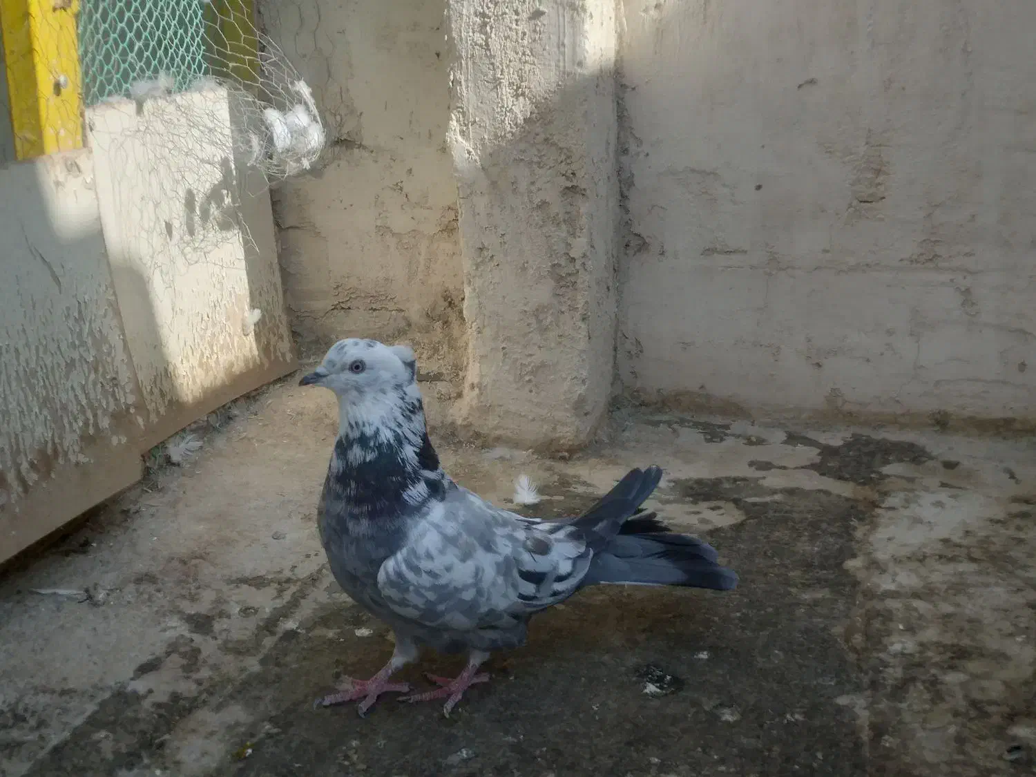 اصفهانی اصیل|پرنده|اصفهان, پوریای ولی|دیوار