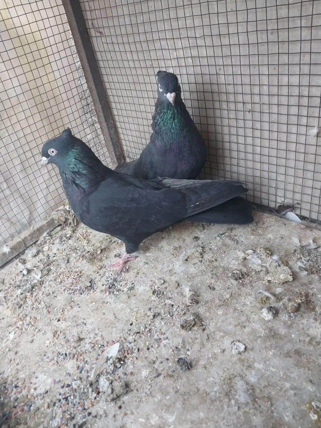 کبوتر رنگی|پرنده|مشکین‌دشت, |دیوار