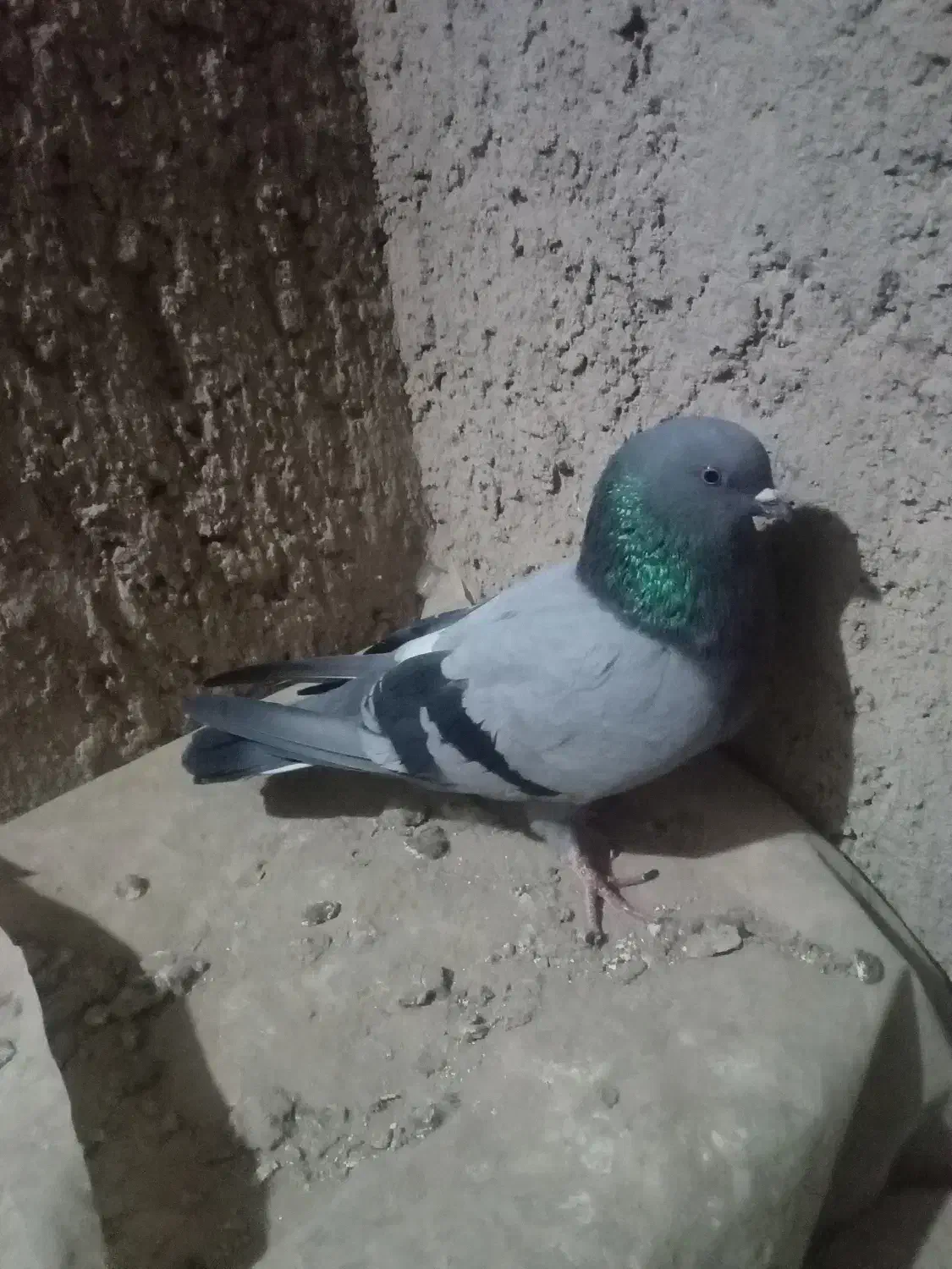 نرسبزگرفتنی|پرنده|نیمروز, |دیوار