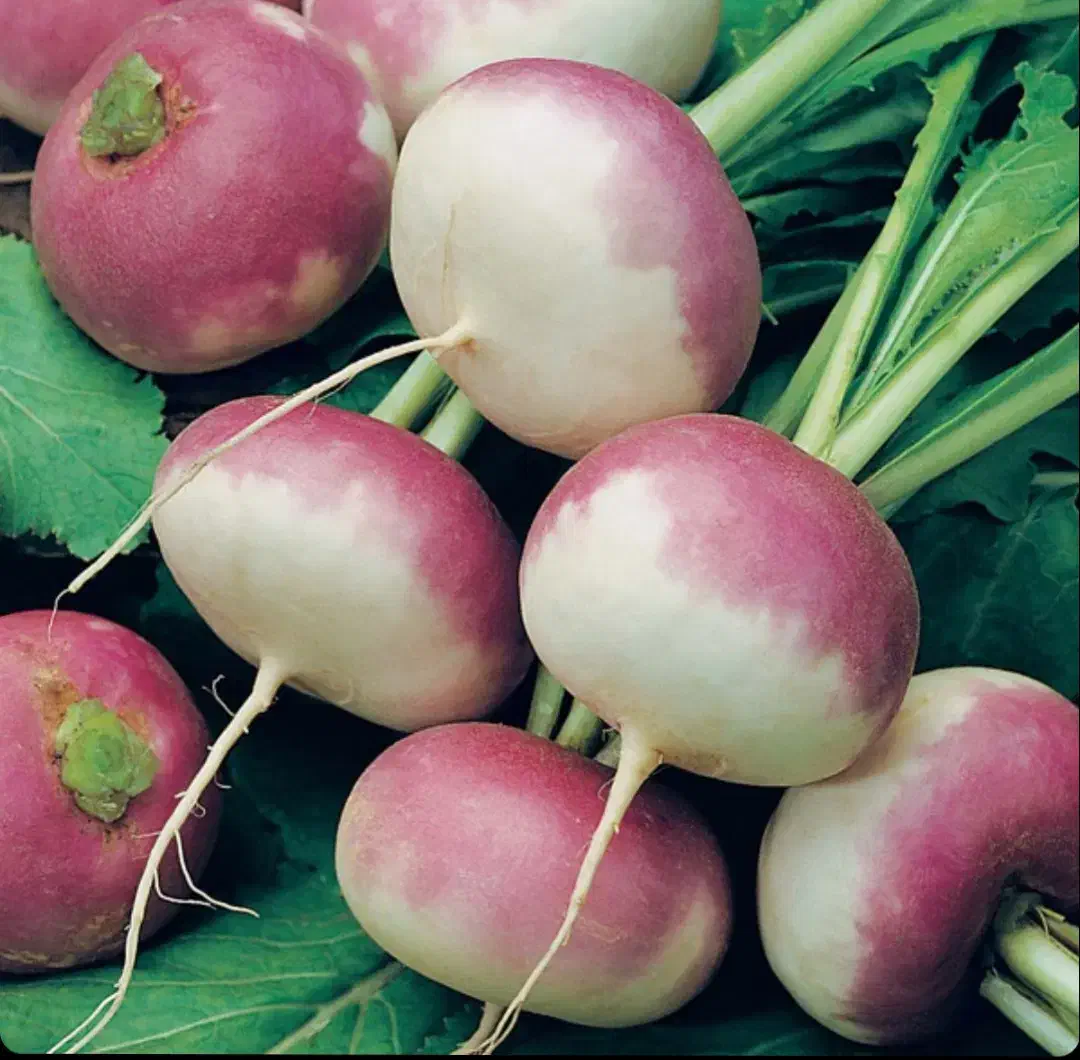 شلم تازه درجه یک (شلغم)|خوردنی و آشامیدنی|شباب, |دیوار