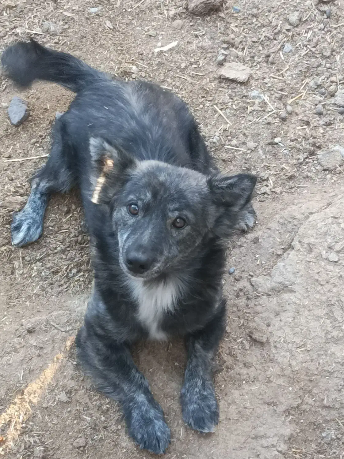 سگ اشپیتز|سگ|کرمان, |دیوار