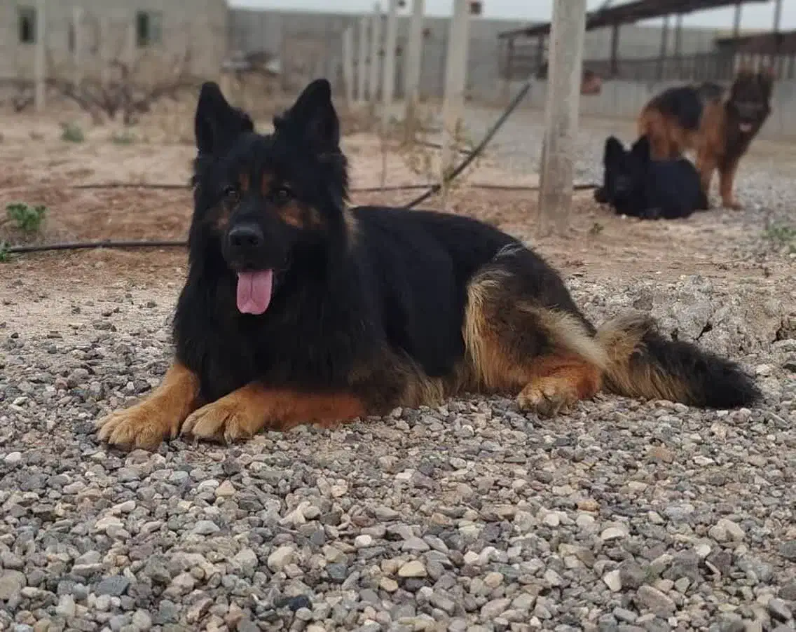 ژرمن شیب دار نرو ماده باتوله|سگ|کرج, شهرک رازی (حصارک)|دیوار