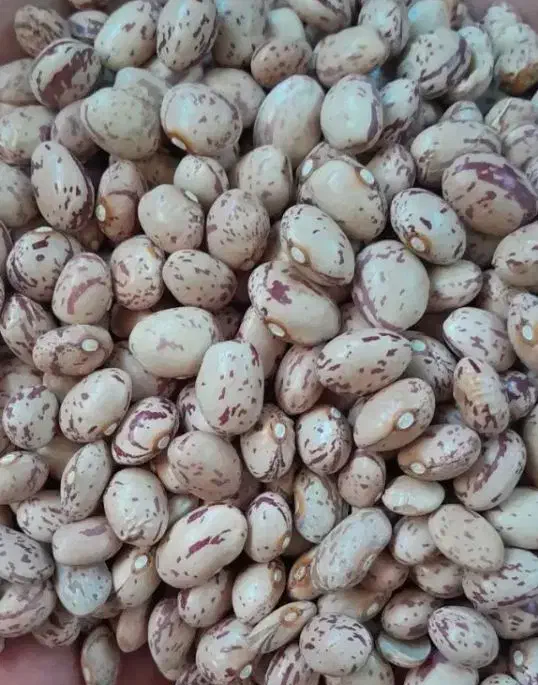 لوبیاچیتی ولپه لوبیا|خوردنی و آشامیدنی|شیراز, شهرک ترکان|دیوار