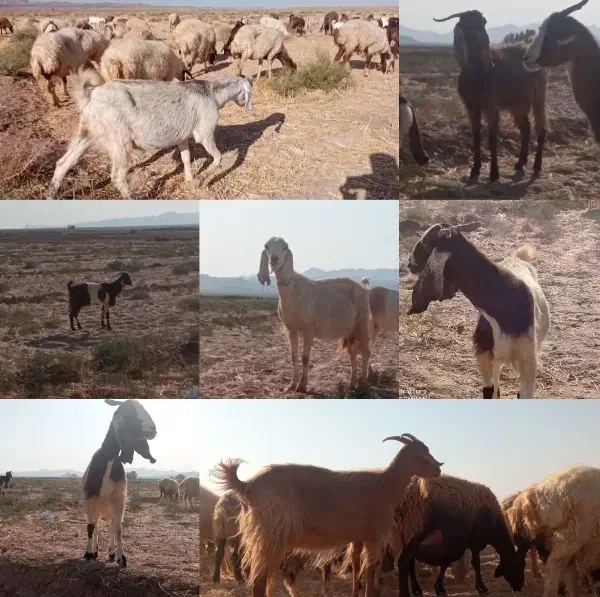 بز زایده|حیوانات مزرعه|طبس, |دیوار