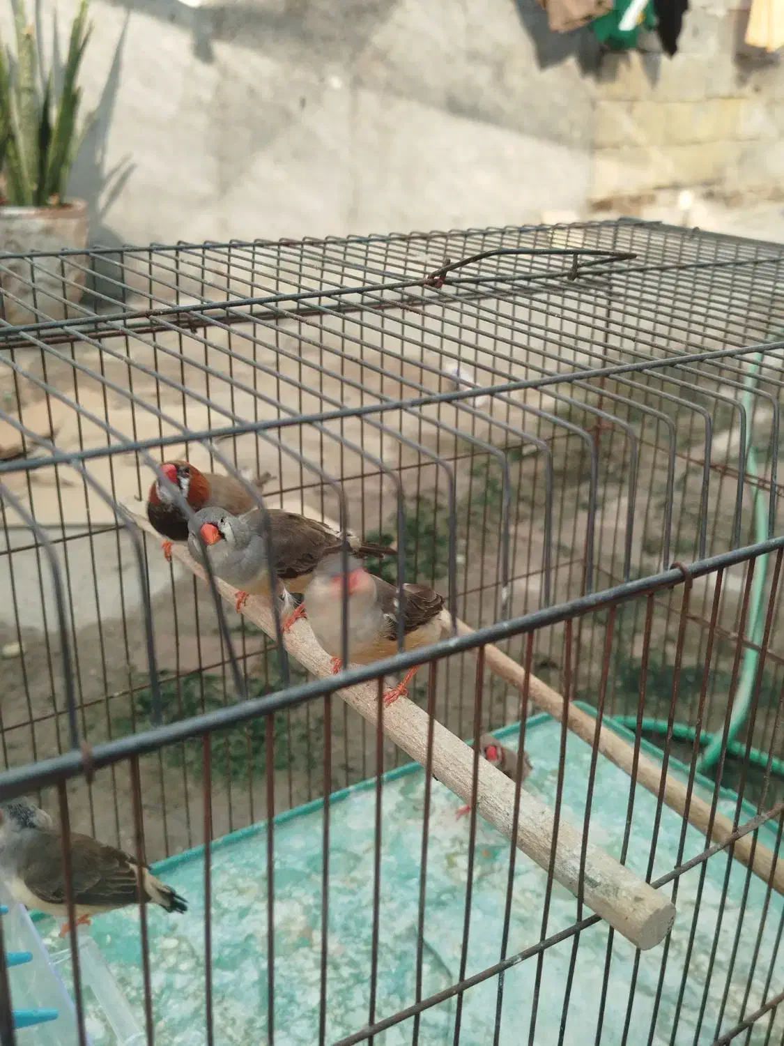 ۵عدد فنچ کینگ باهم|پرنده|بندرعباس, |دیوار