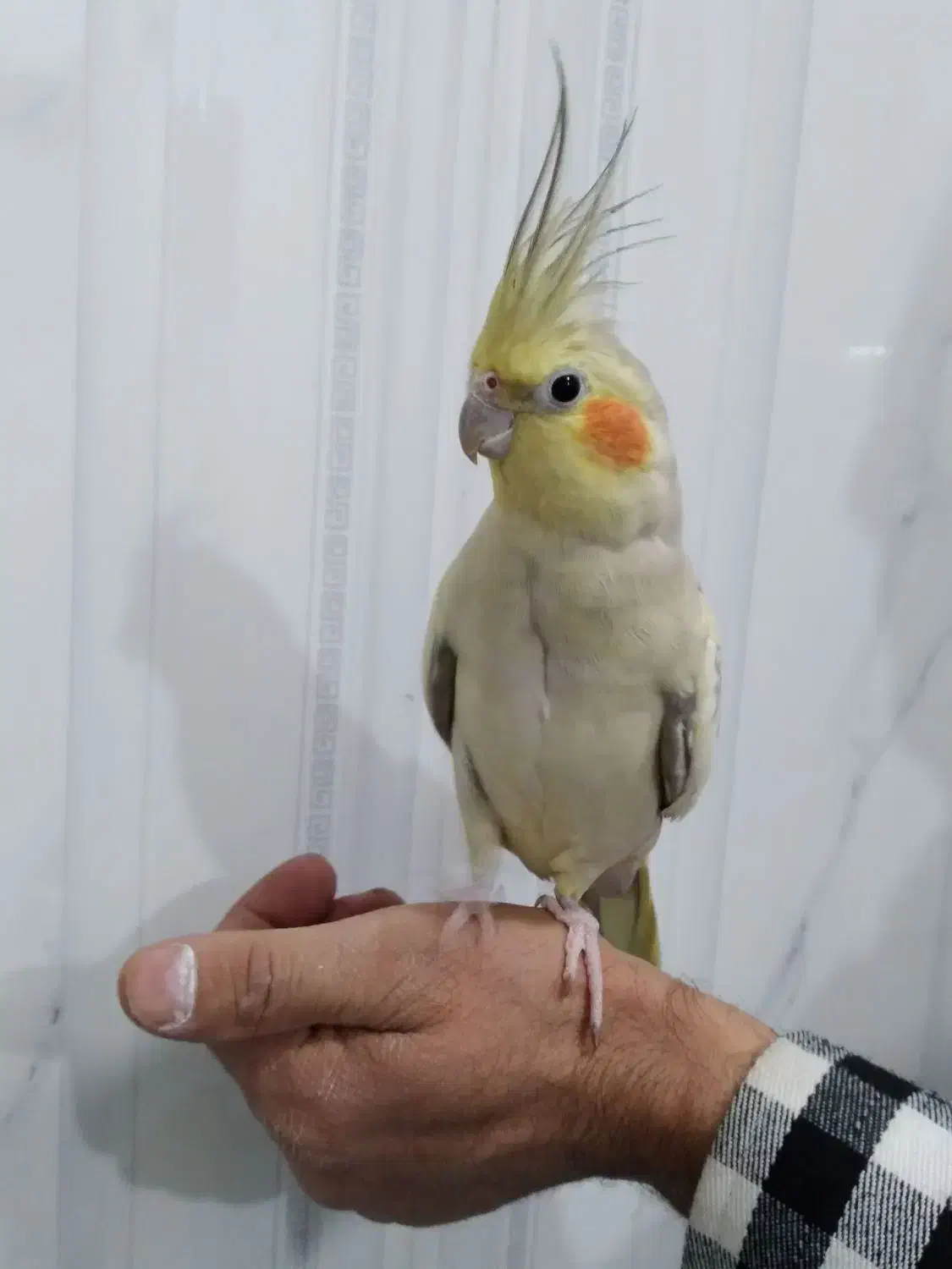 عروس هلندی ماده|پرنده|نسیمشهر, |دیوار