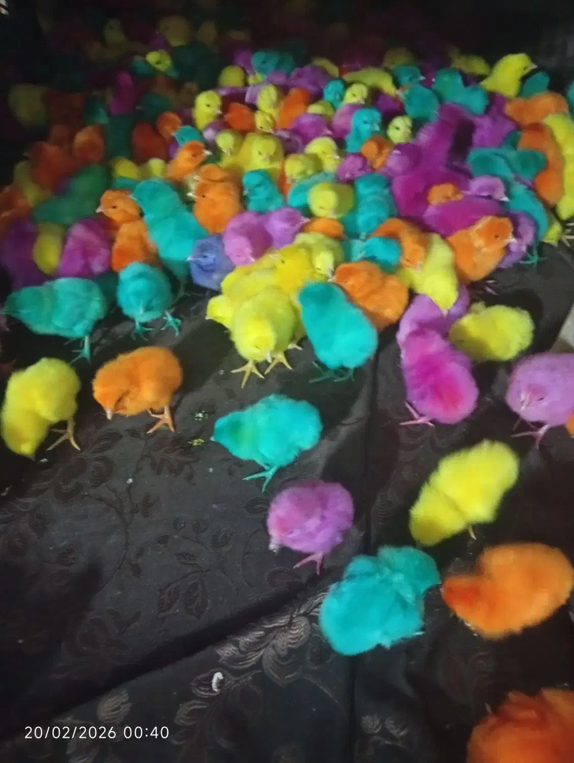 جوجه رنگی فقط 25|حیوانات مزرعه|زرندیه, |دیوار