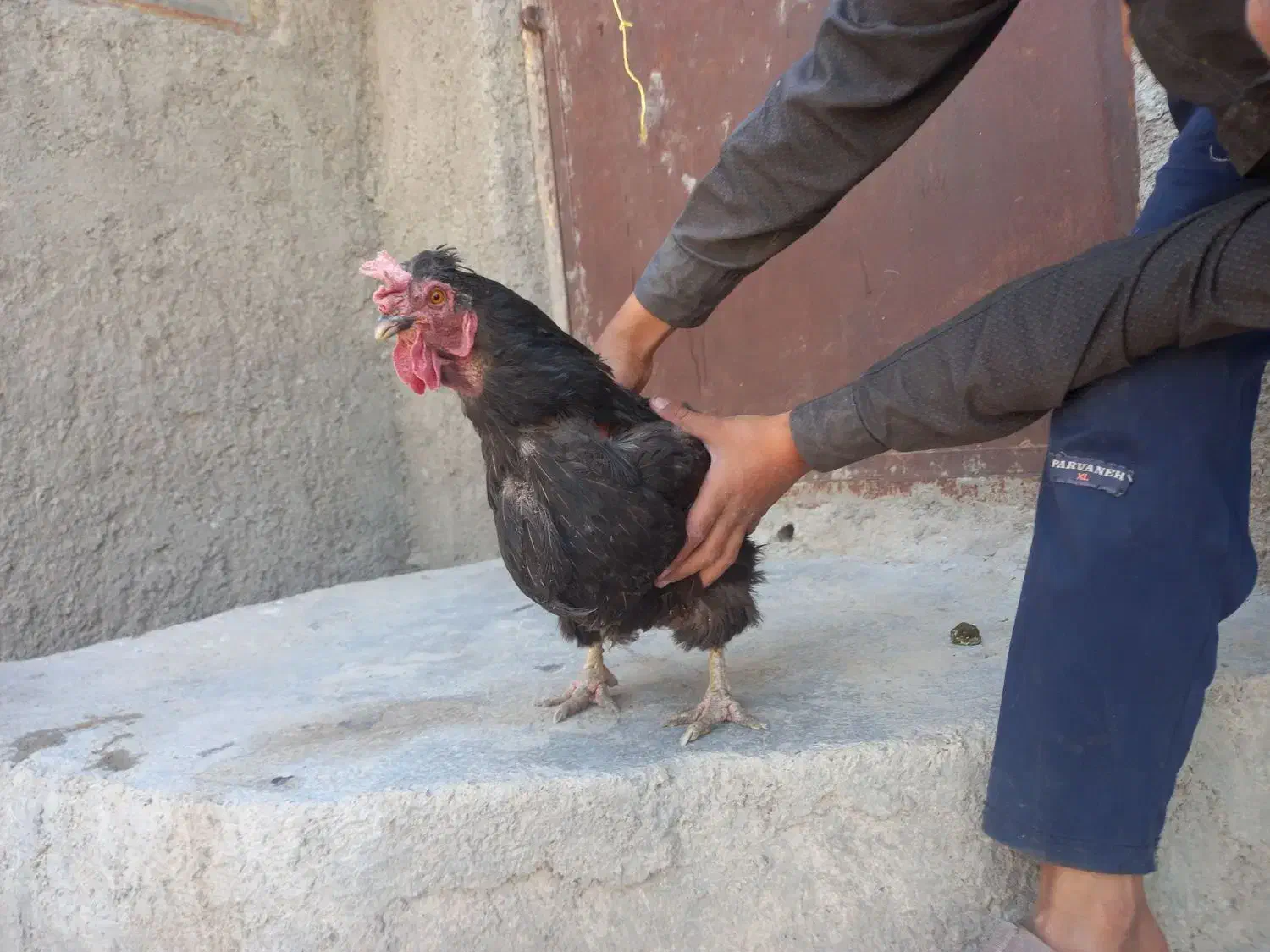 ۵۰۰|حیوانات مزرعه|درمیان, |دیوار