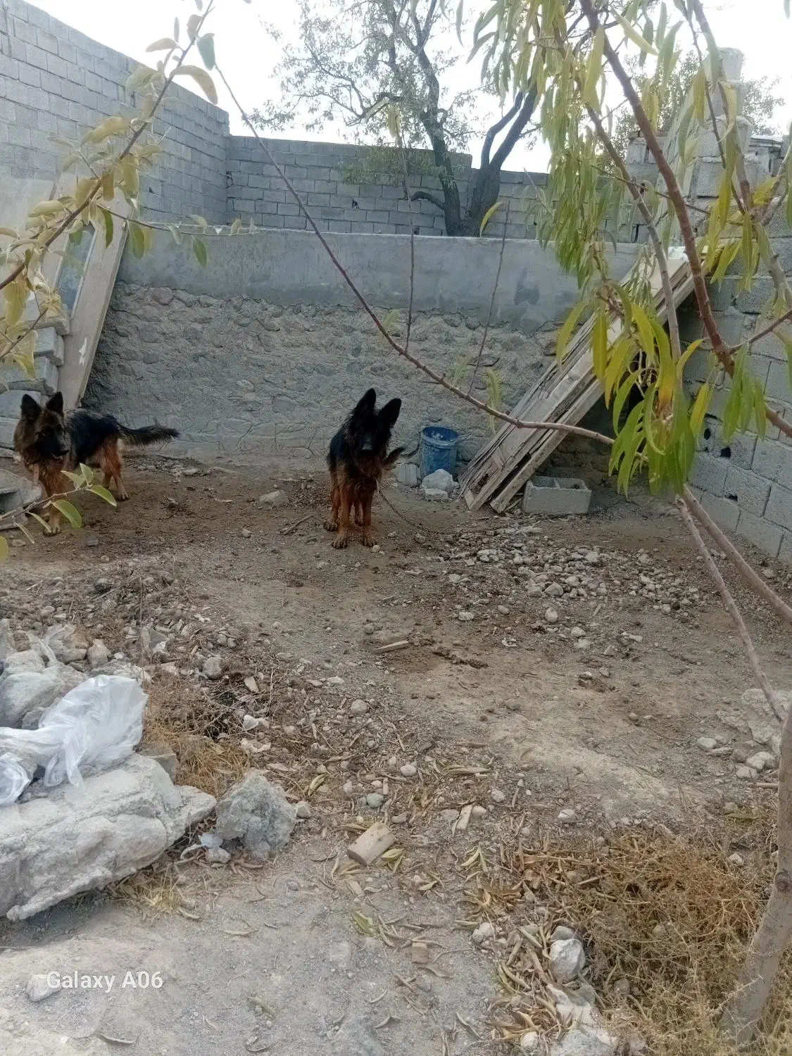 سگ ژرمن باهوش|سگ|اسکو, |دیوار