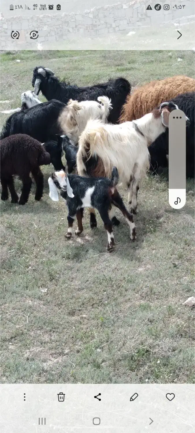گوسفند وبز|حیوانات مزرعه|اردبیل, |دیوار