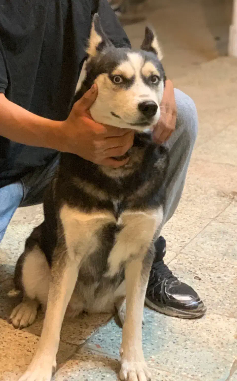 سگ هاسکی|سگ|گلپایگان, |دیوار