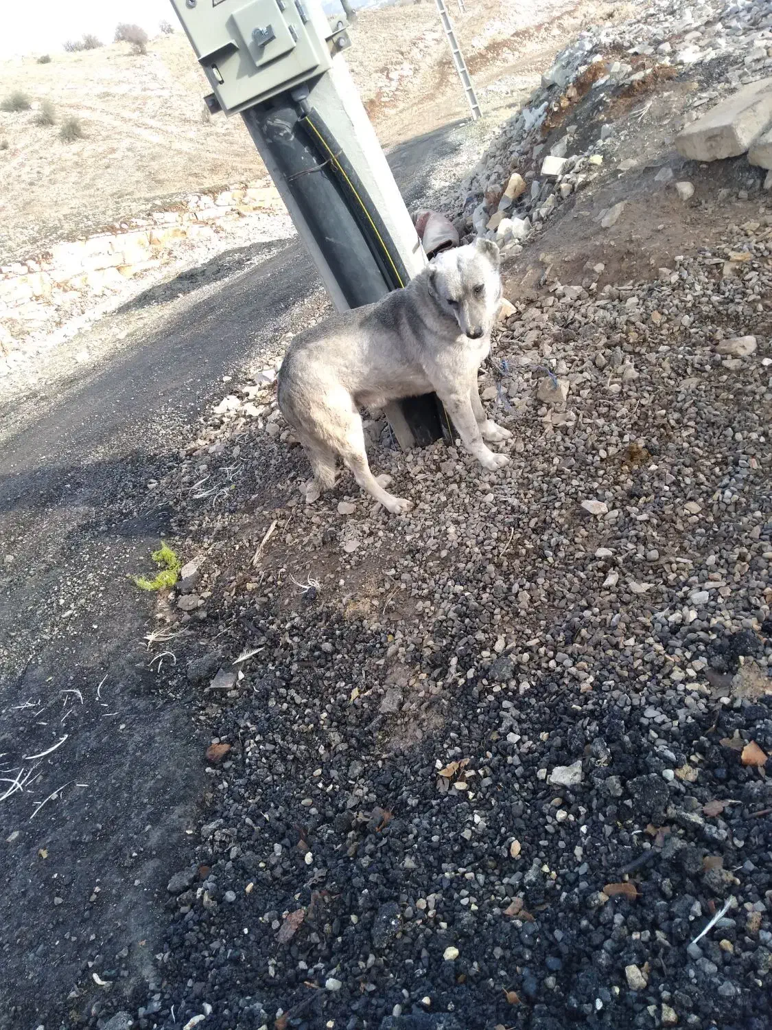 سگ گم شد|حیوانات|ایلام, |دیوار