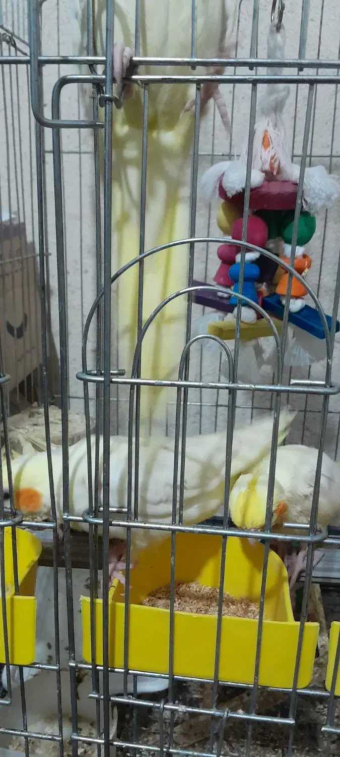 عروس هلندی دستی و رام|پرنده|تهران, والفجر (افسریه)|دیوار