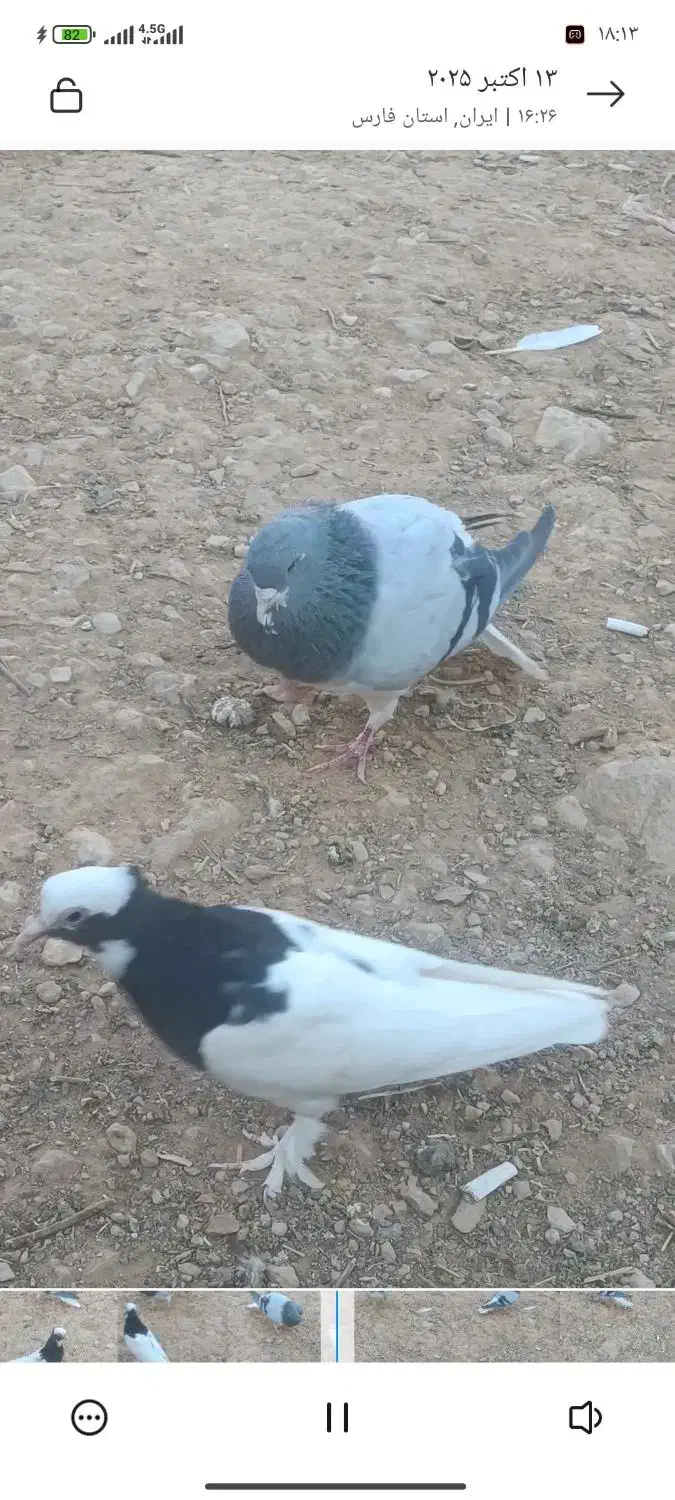 جفت بدرنگ سبز و یال سبز|پرنده|شیراز, تاچارا|دیوار