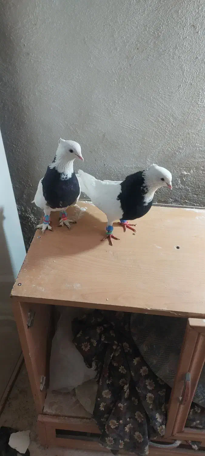 کفتر|پرنده|بردسکن, |دیوار