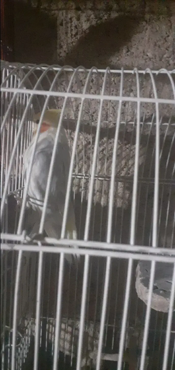 عروس و مرغ عشق|پرنده|بدره, |دیوار