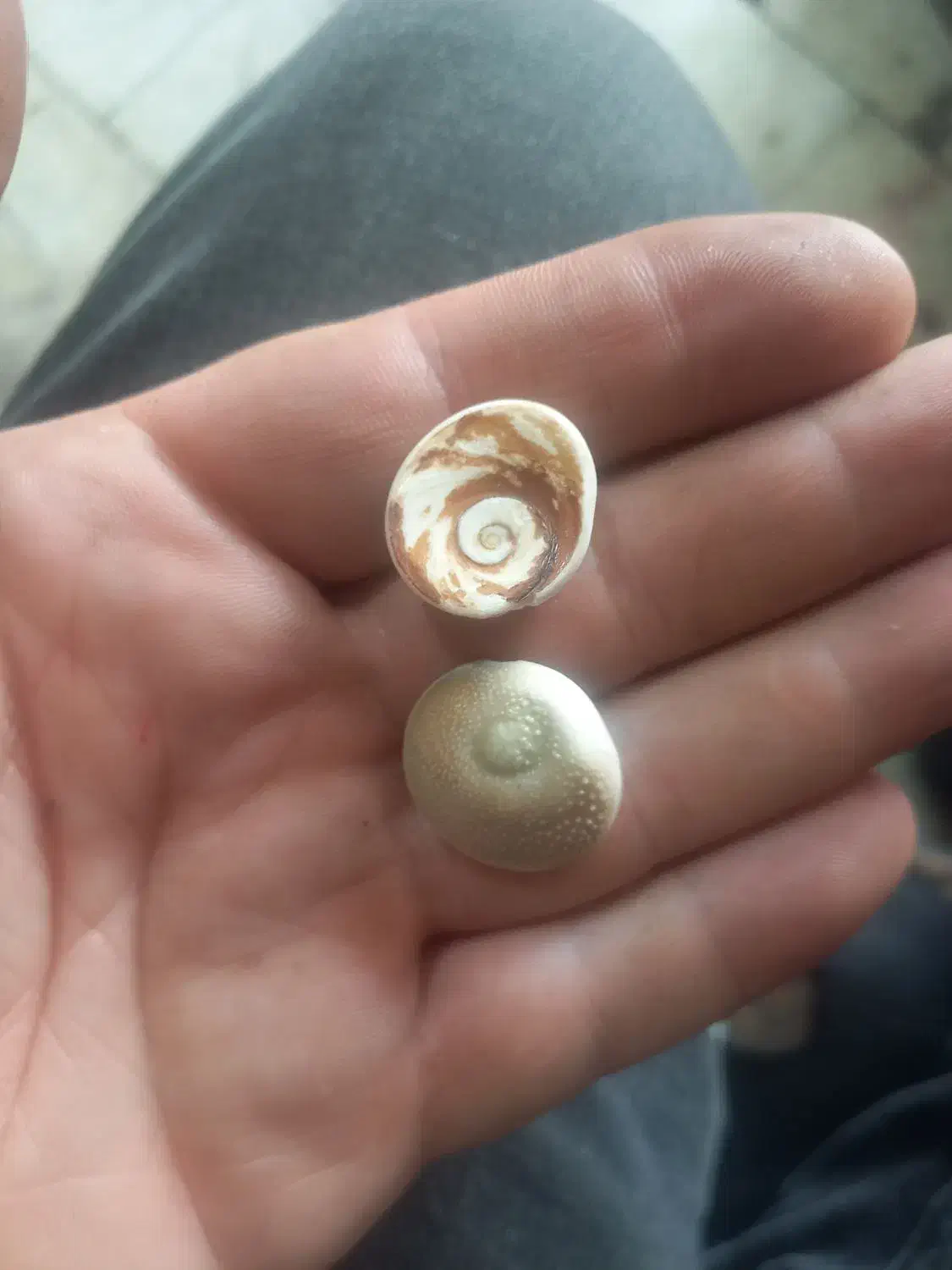 سنگ اصل|کلکسیون اشیاء عتیقه|اردبیل, |دیوار