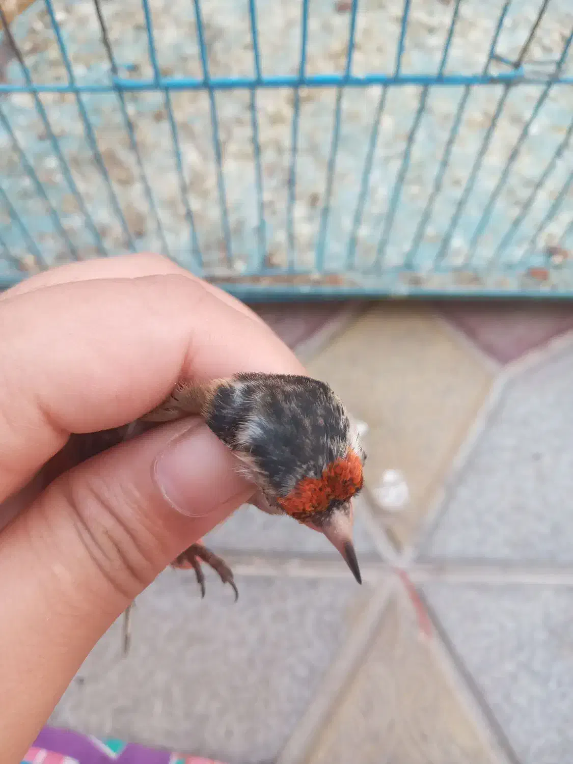 سهره سرسیاه زاغ کامل سرش سیاهه|پرنده|تهران, تهرانپارس غربی|دیوار