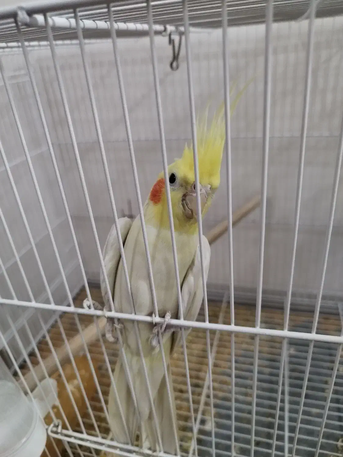 عروس هلندی|پرنده|مشهد, فتح المبین|دیوار