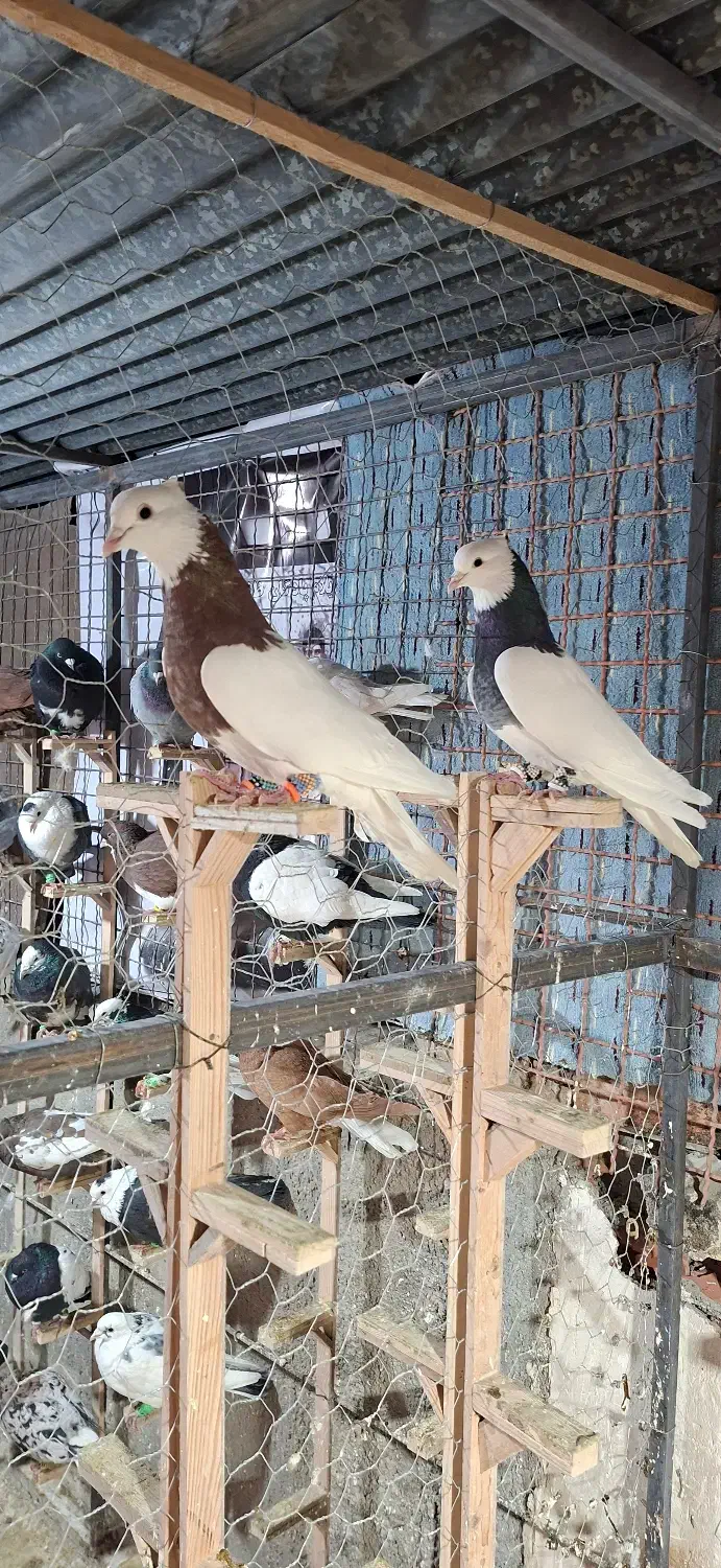 غریب کفتر|پرنده|بجنورد, |دیوار