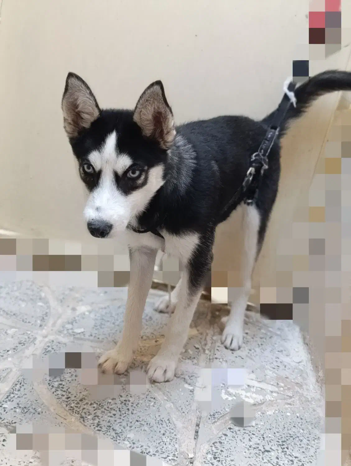 سگ هاسکی|سگ|کرمانشاه, |دیوار