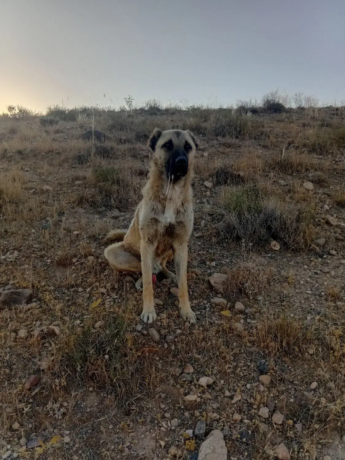 سگ سرابی ۱۲ ماهه|سگ|انگوران, |دیوار