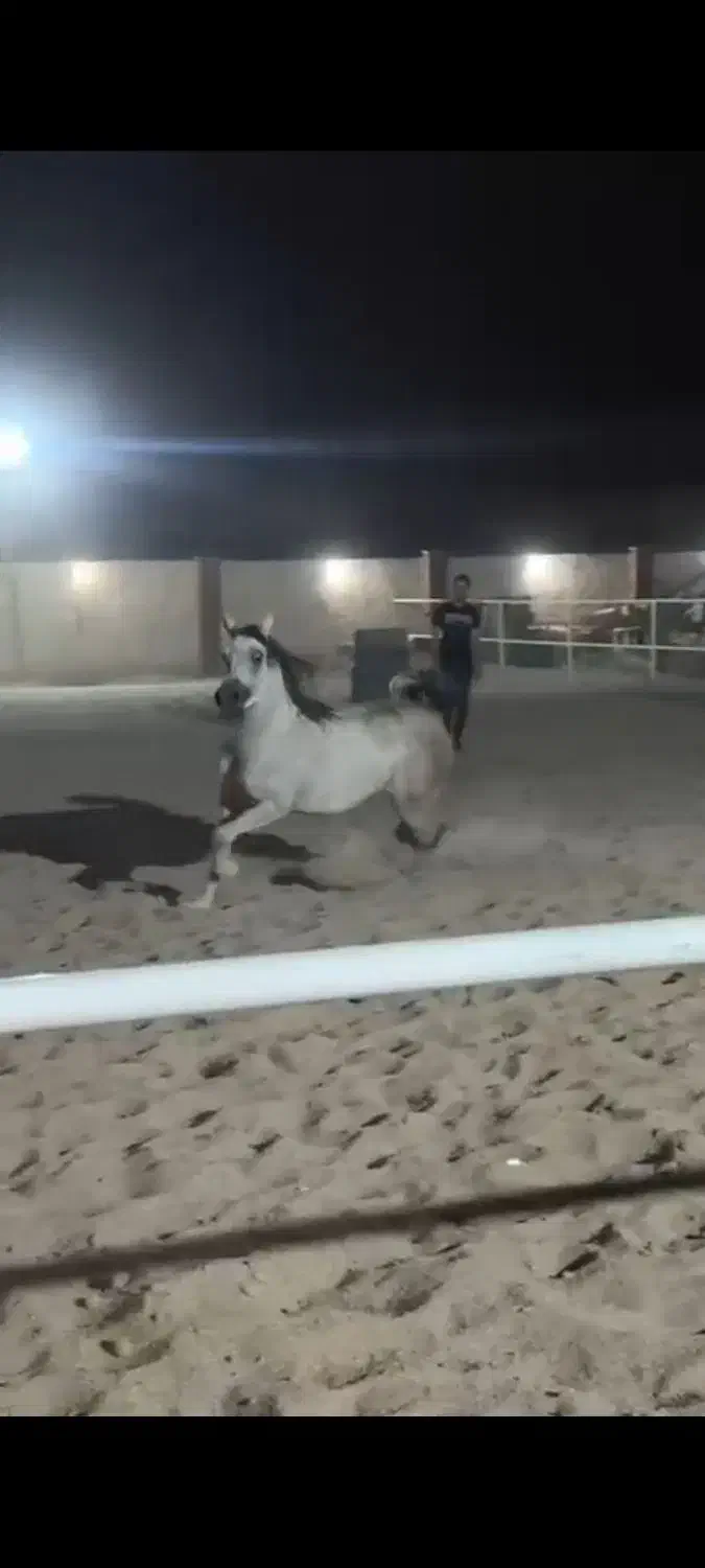 مادیان ۲سر|اسب و تجهیزات اسب‌سواری|قرچک, صالح آباد|دیوار