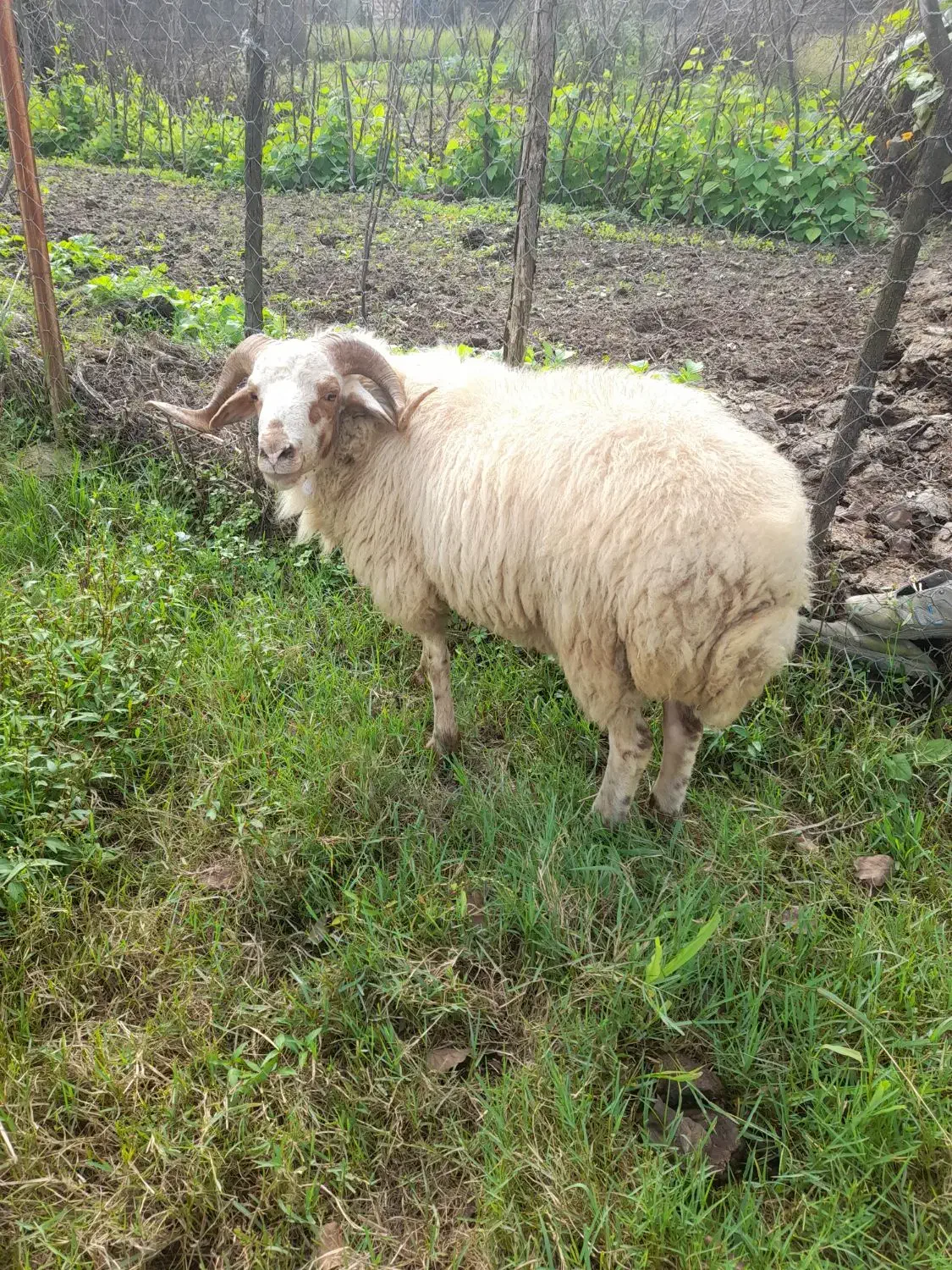 گوسفند زنده|حیوانات مزرعه|احمدسرگوراب, |دیوار