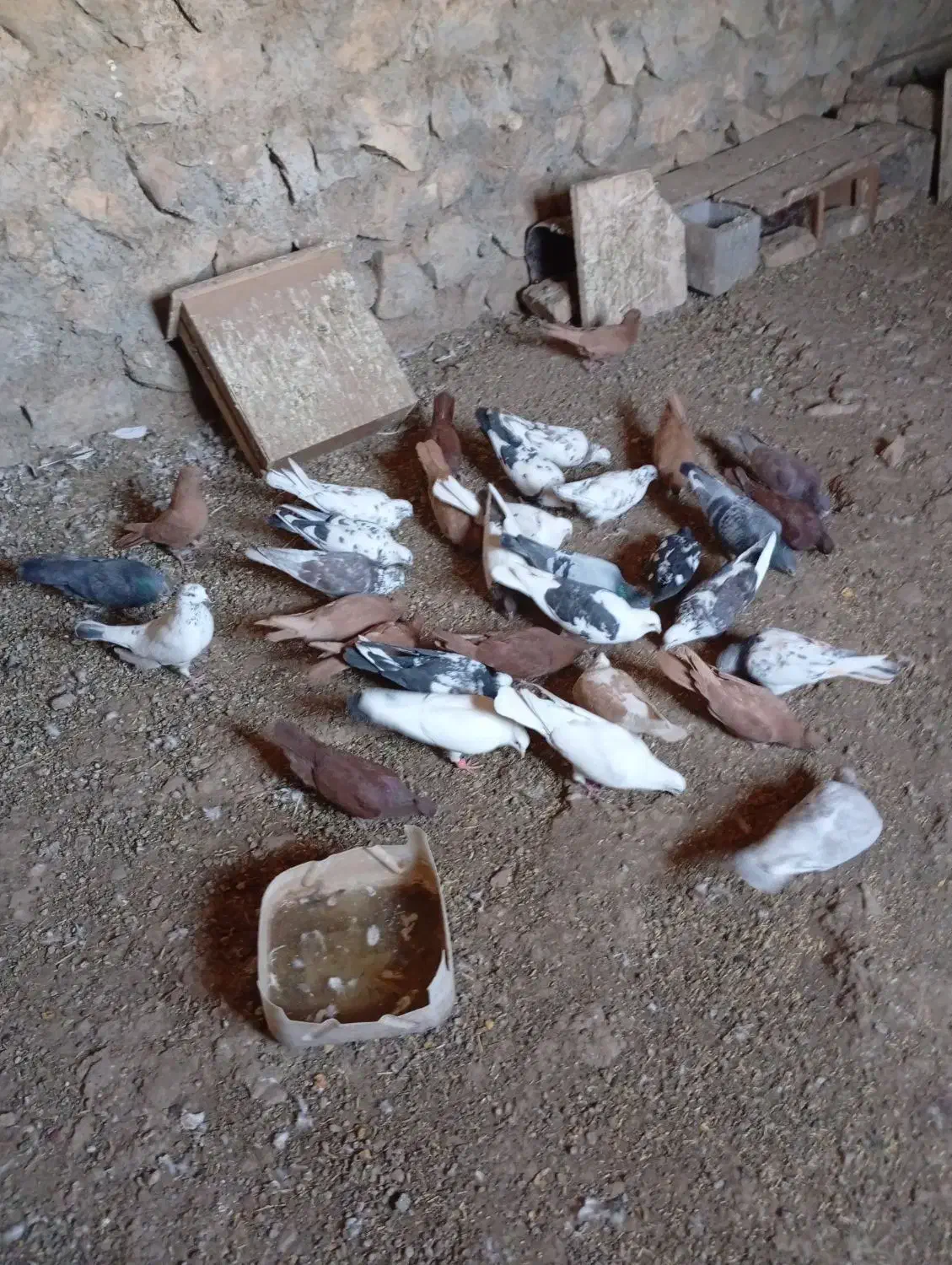 کبوتر.سرخ زرد|پرنده|چگنی, |دیوار