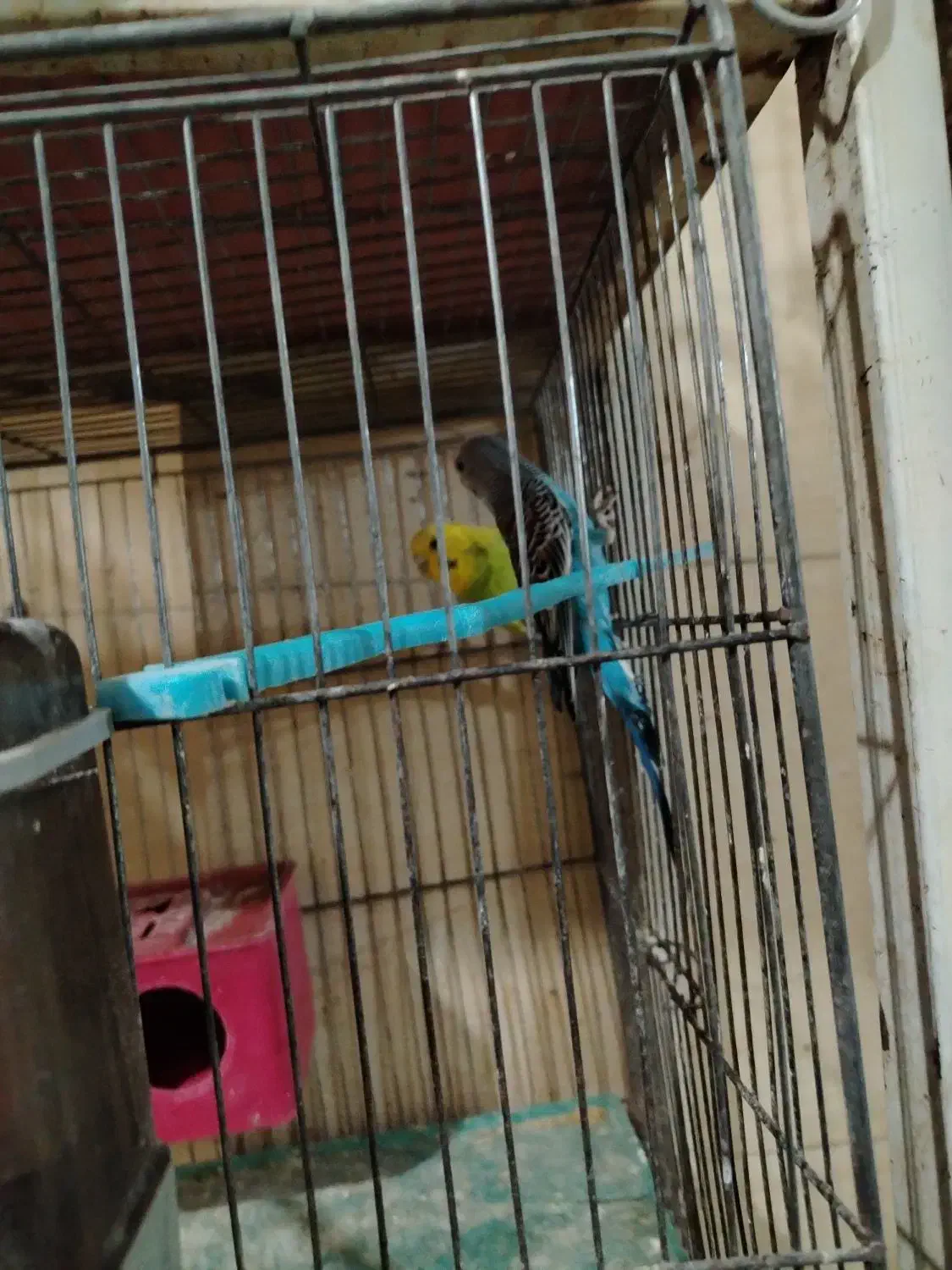 مرغ عشق|پرنده|شهرضا, |دیوار