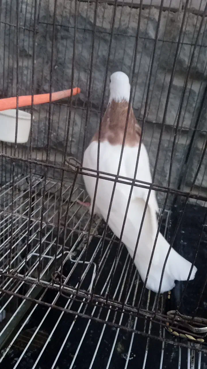 کبوتر طوقی نر|پرنده|گلبهار, شهر جدید گلبهار|دیوار