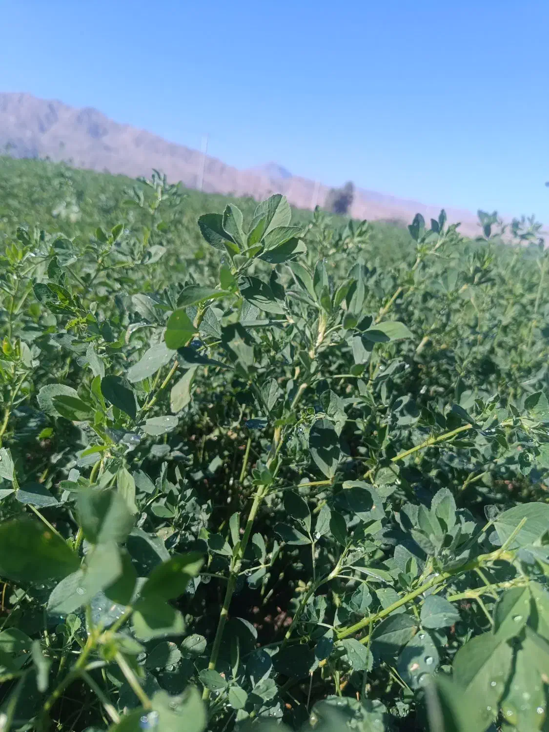 یونجه|خدمات باغبانی و درختکاری|حاجی آباد, |دیوار