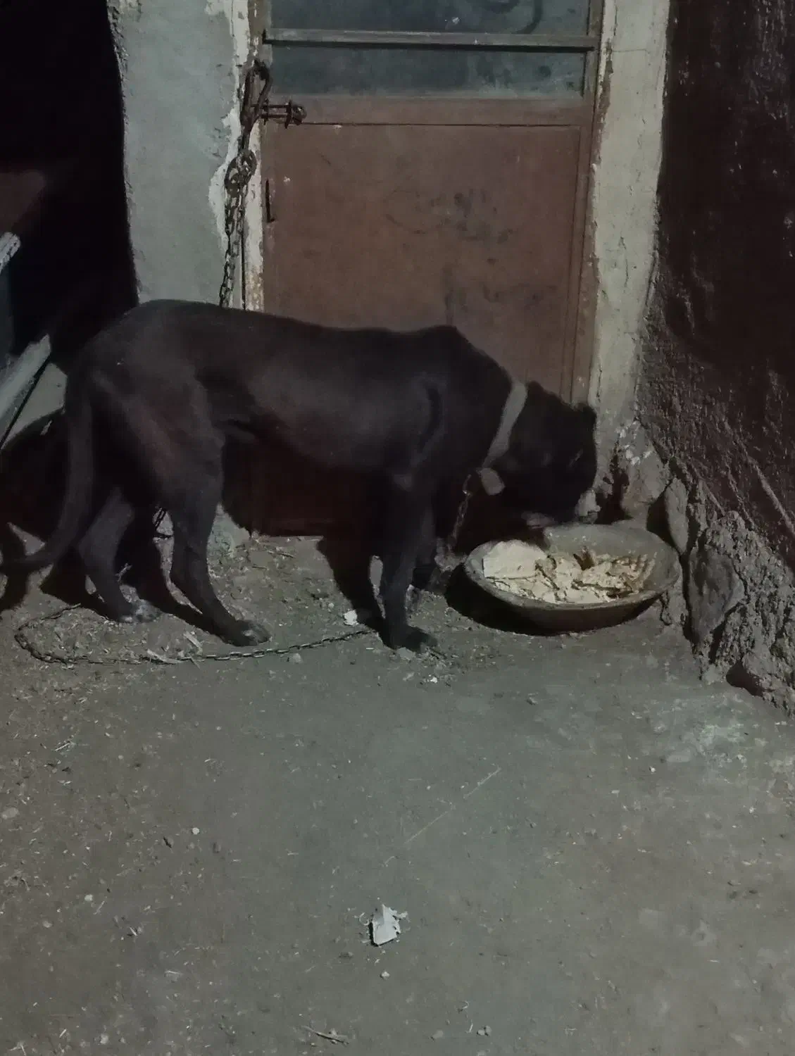 سگ ۱۱ماهه از نسل ببل|سگ|بستان آباد, |دیوار