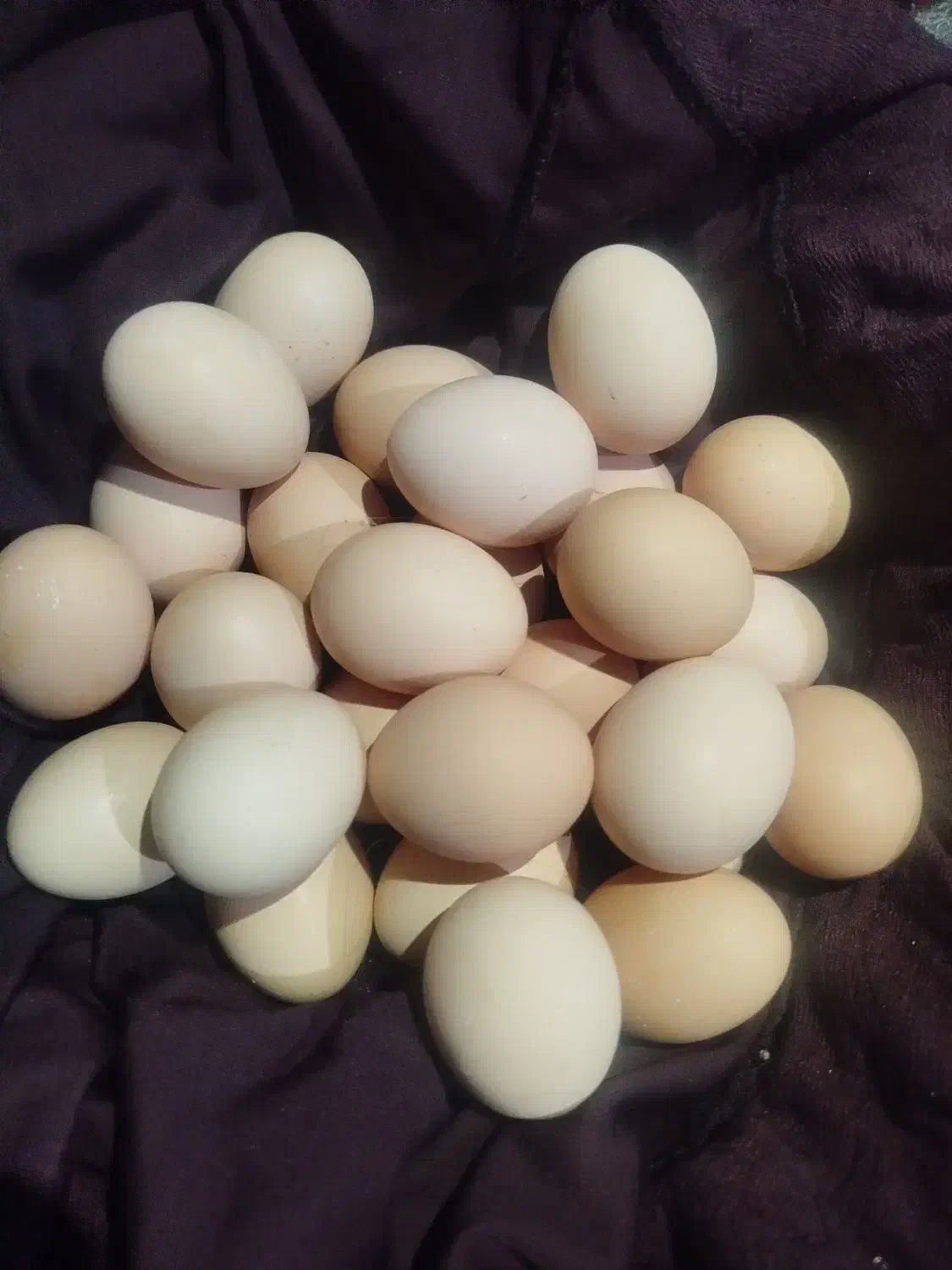 تخم|خوردنی و آشامیدنی|زاهدان, |دیوار