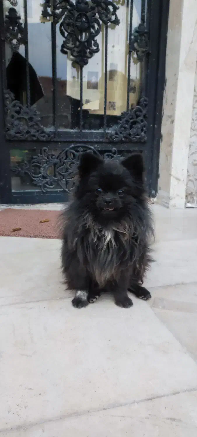 سگ پامرین|سگ|بم, |دیوار