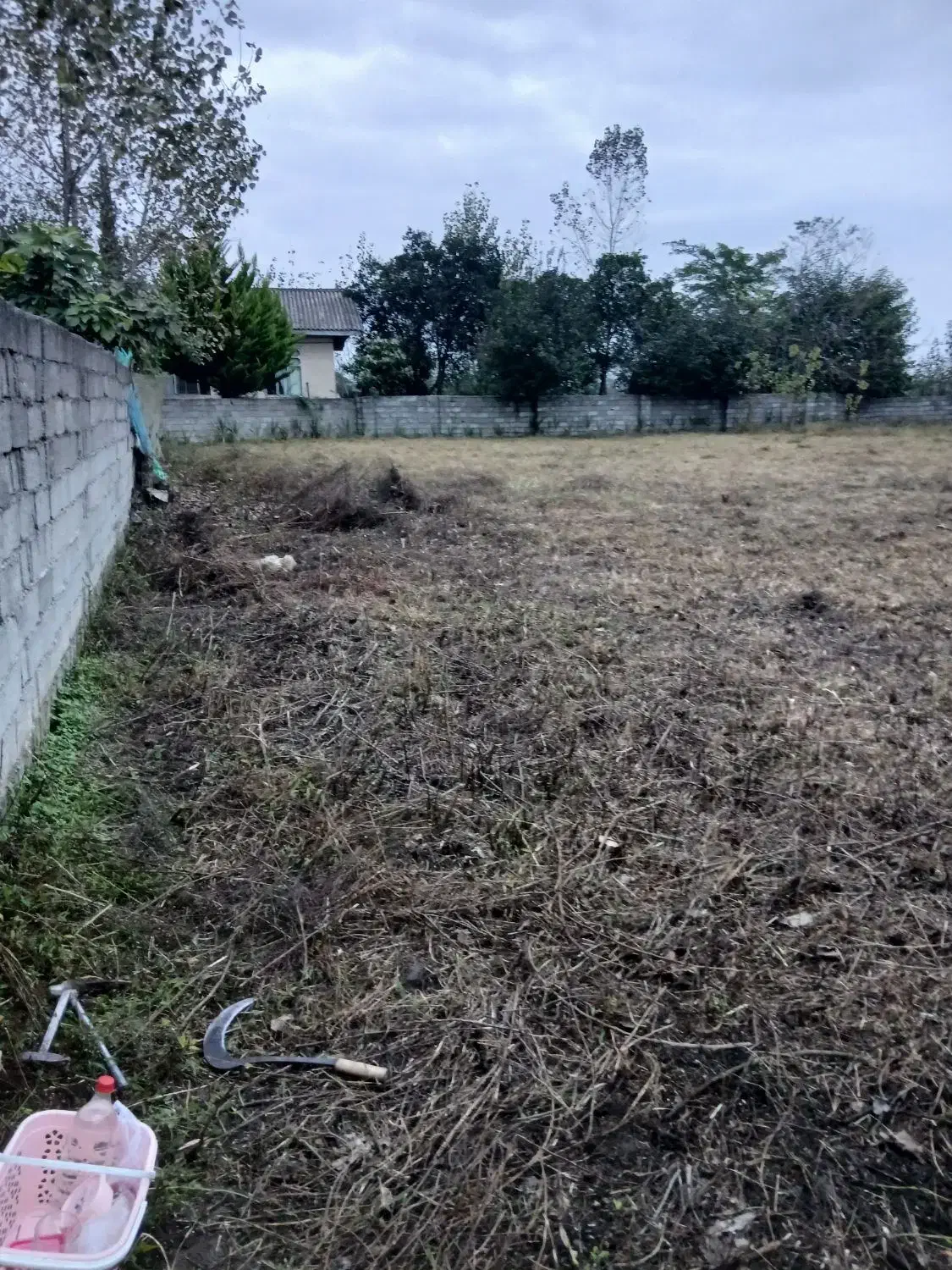 اجاره دادن ۸۰۰متر زمین شراکتی جهت کاشت باقیلا|اجارهٔ دفتر صنعتی، کشاورزی، تجاری|تالش, طولارود|دیوار