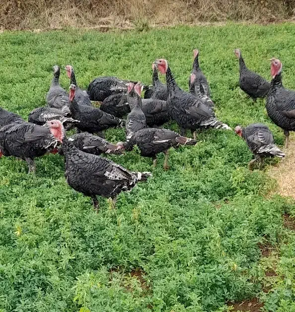 بوقلمون|حیوانات مزرعه|بیلوار, |دیوار