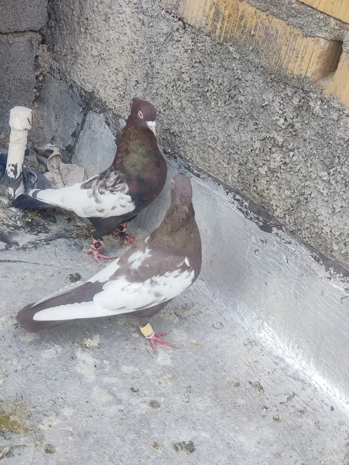 کفتر|پرنده|مرودشت, بیست متری بیمارستان|دیوار