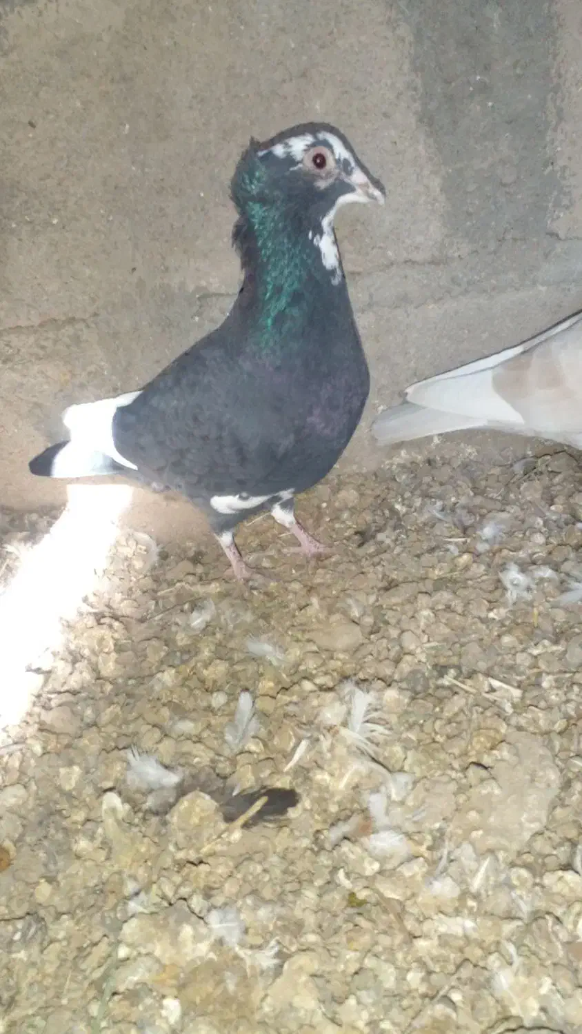 کبوتر|پرنده|یزدان شهر, |دیوار