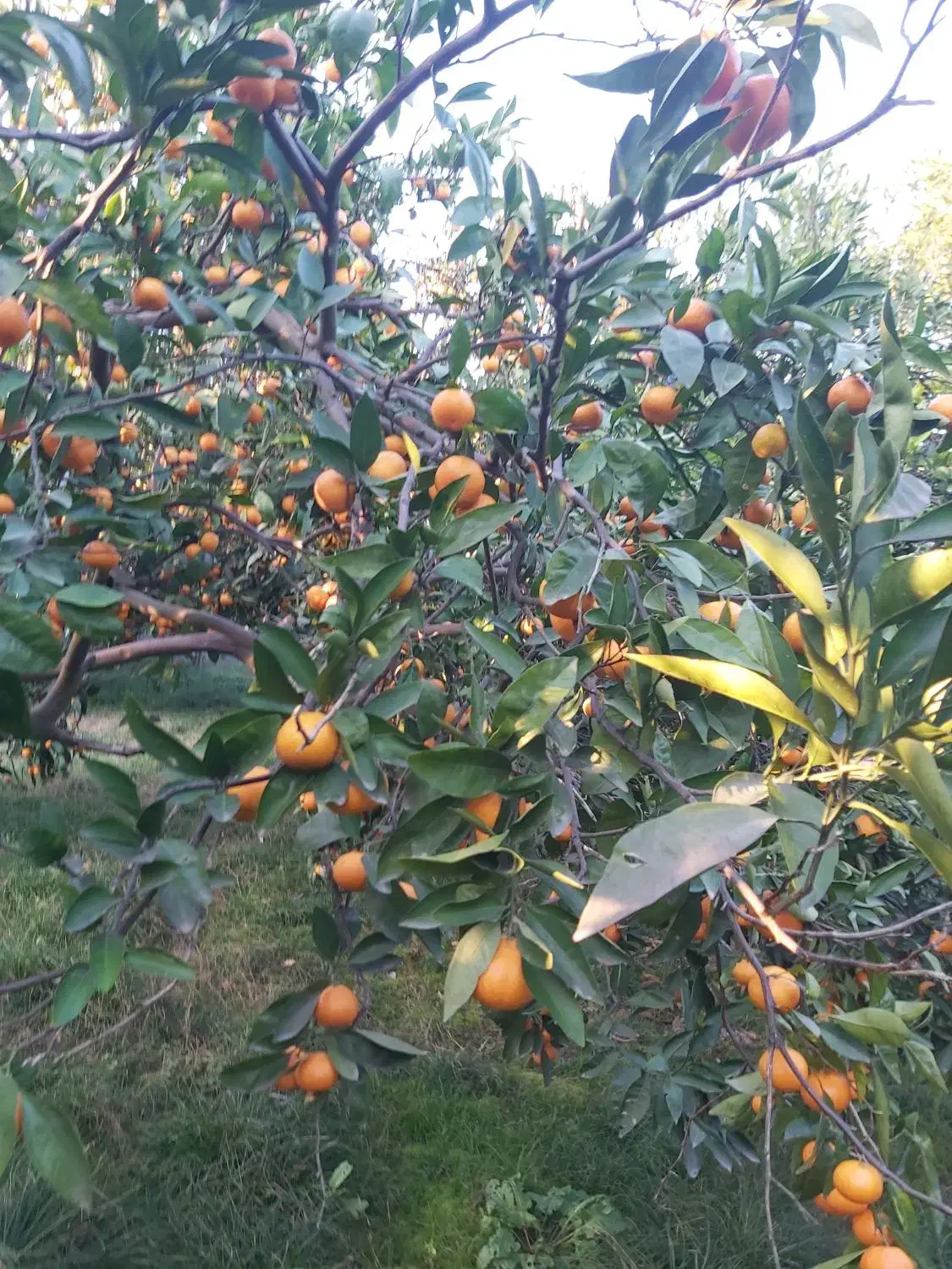 نارنگی محلی اونشو جویبار|خوردنی و آشامیدنی|کوهیخیل, |دیوار