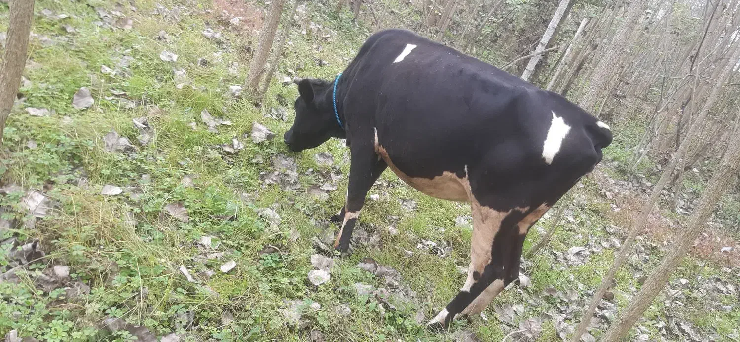 گاو دروگ محلی به همراه گوساله|حیوانات مزرعه|تولم شهر, |دیوار