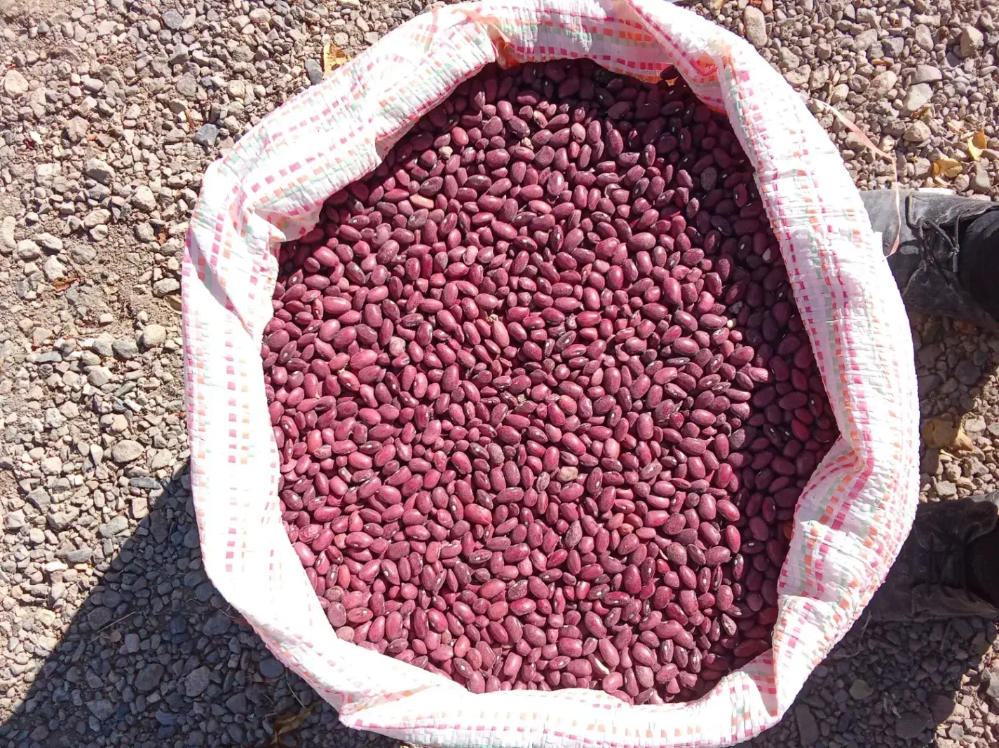 لوبیا قرمز|خوردنی و آشامیدنی|آوج, |دیوار