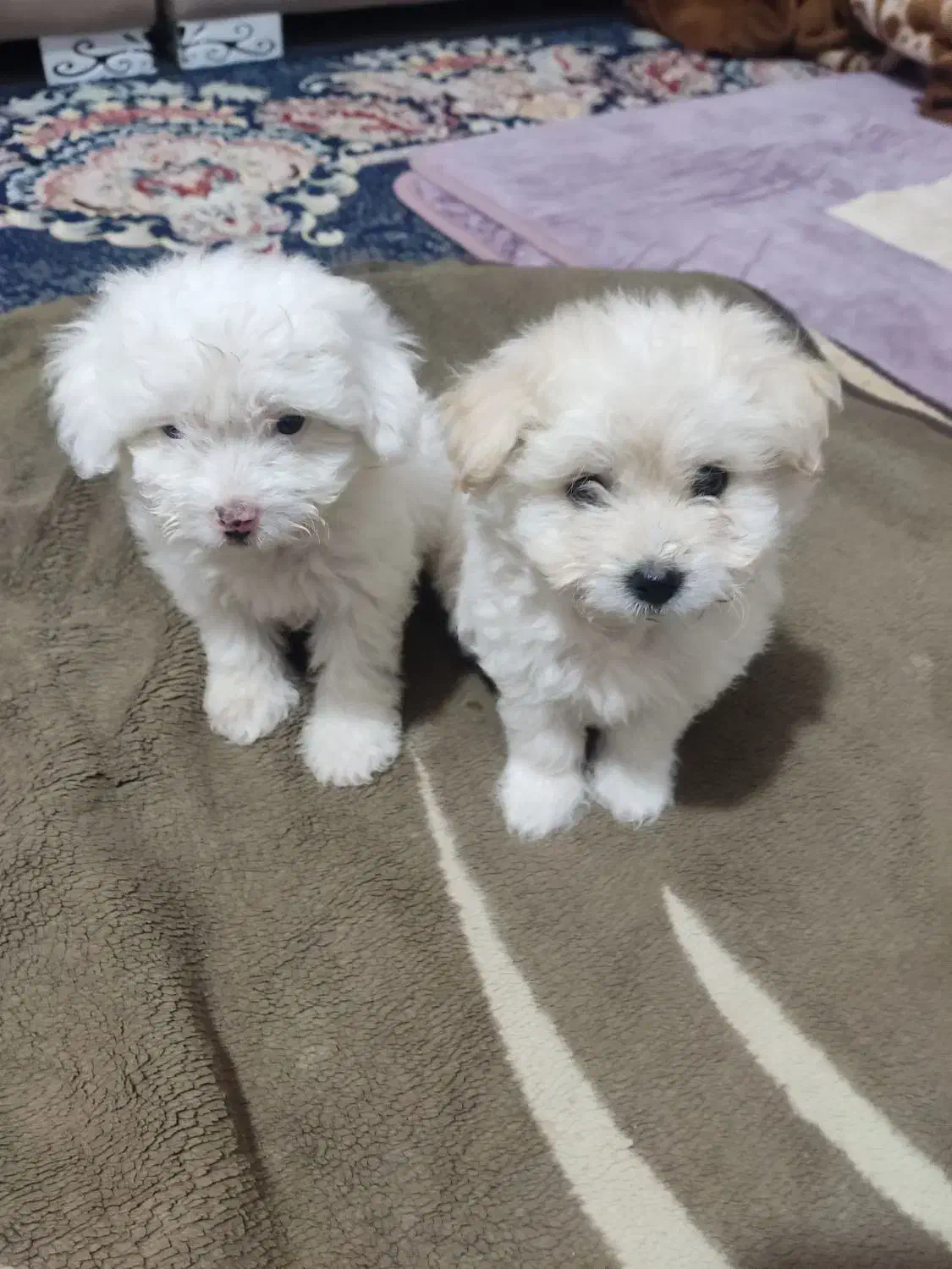 سگ‌های کوچولو نر وماده|سگ|بندرعباس, |دیوار