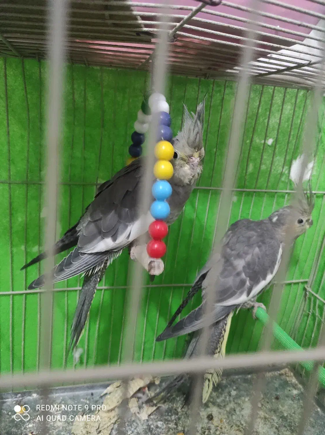 عروس هلندی|پرنده|چناران, |دیوار