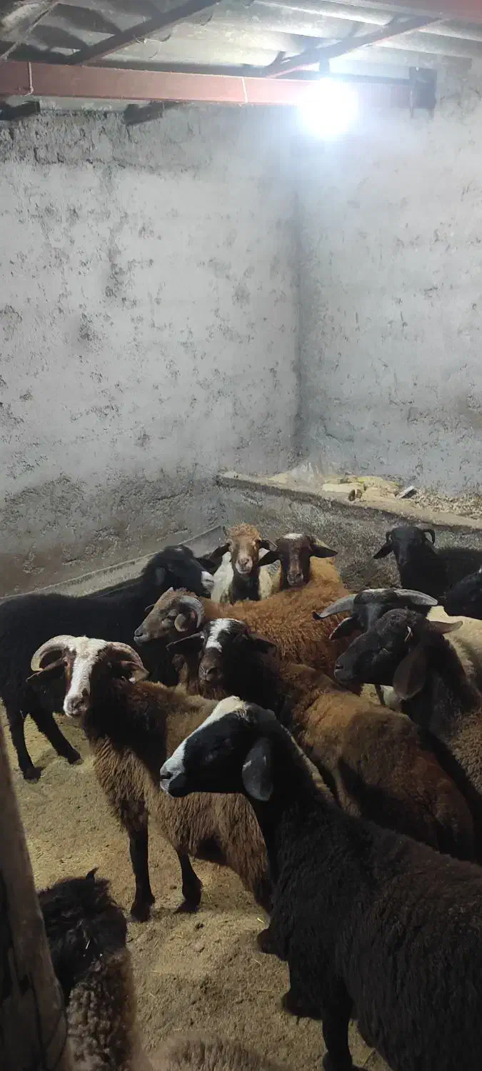 بره های نر از وزن 25تا 40|حیوانات مزرعه|رویان, |دیوار