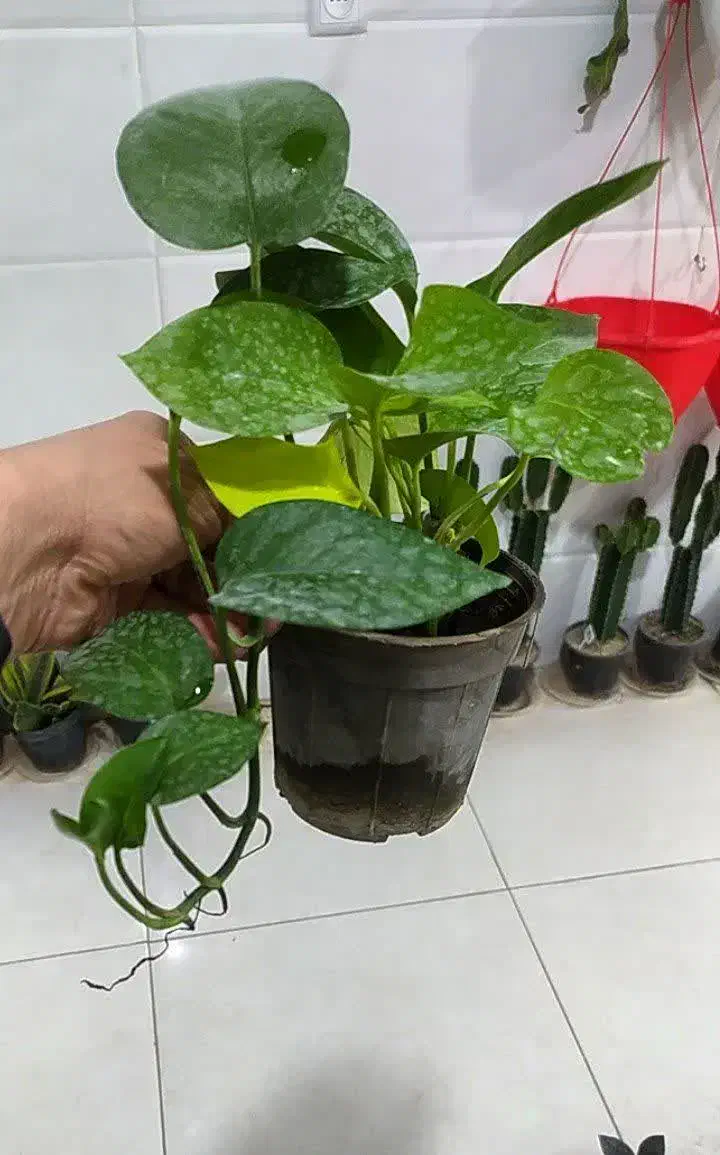 گل های اپارتمانی قیمت مناسب|گل و گیاه طبیعی|یزد, |دیوار