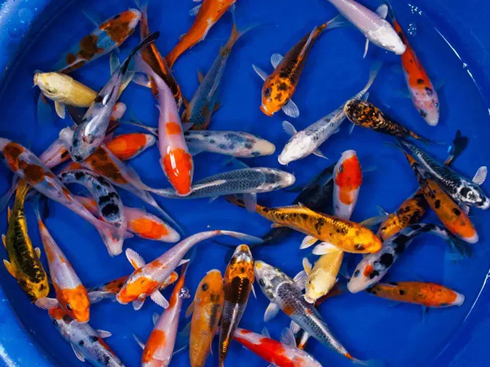 ماهی کوی چرم سوپر باله|ماهی|اهواز, کیانشهر|دیوار