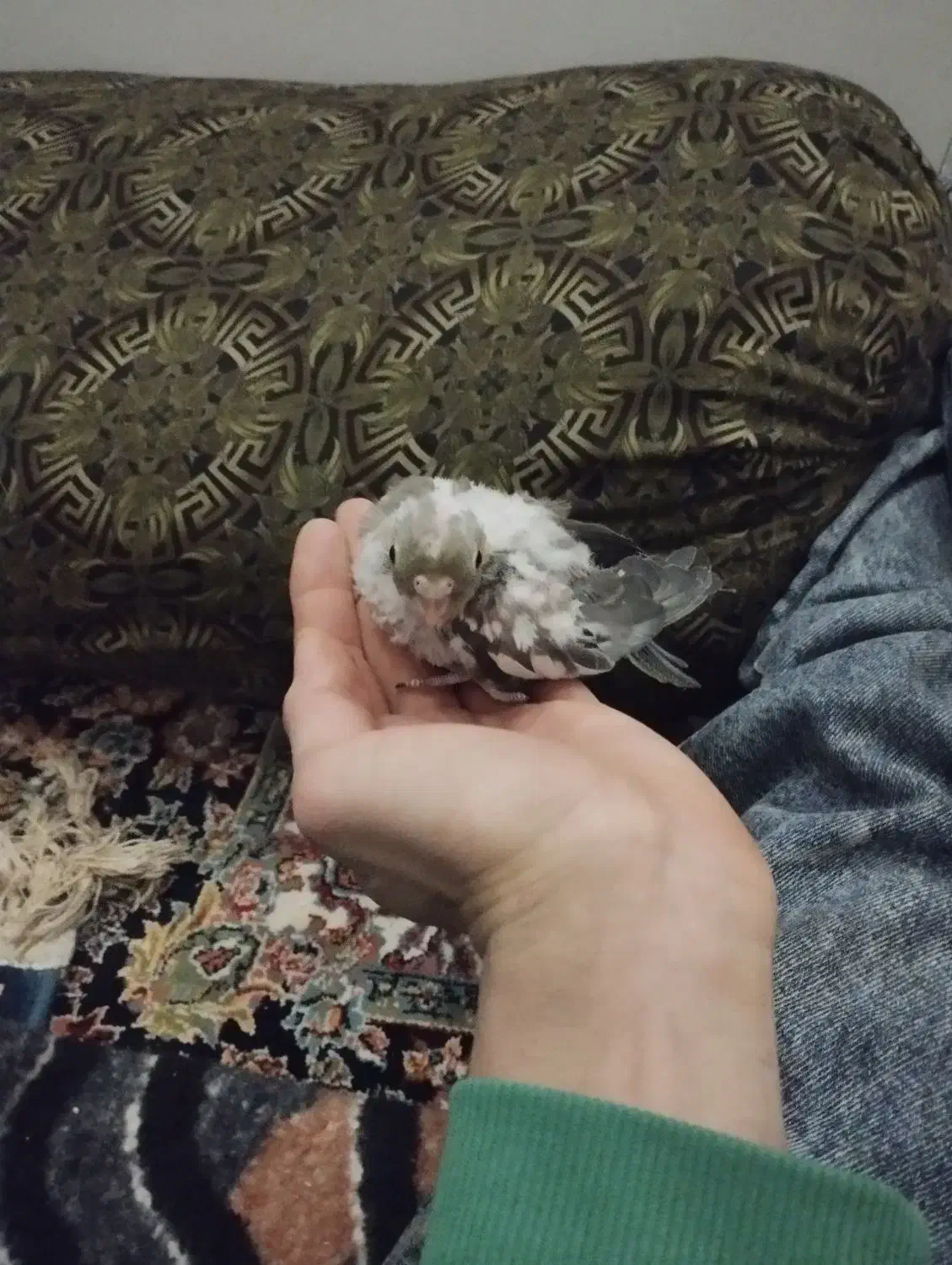 جوجه عروس هلندی|پرنده|چهارباغ, |دیوار