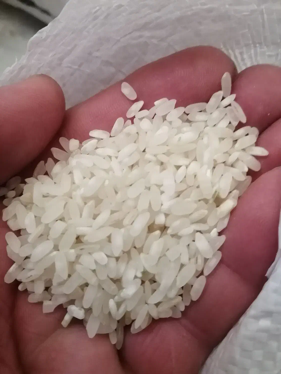 فروش برنج|خوردنی و آشامیدنی|شیراز, شیخ روزبهان|دیوار