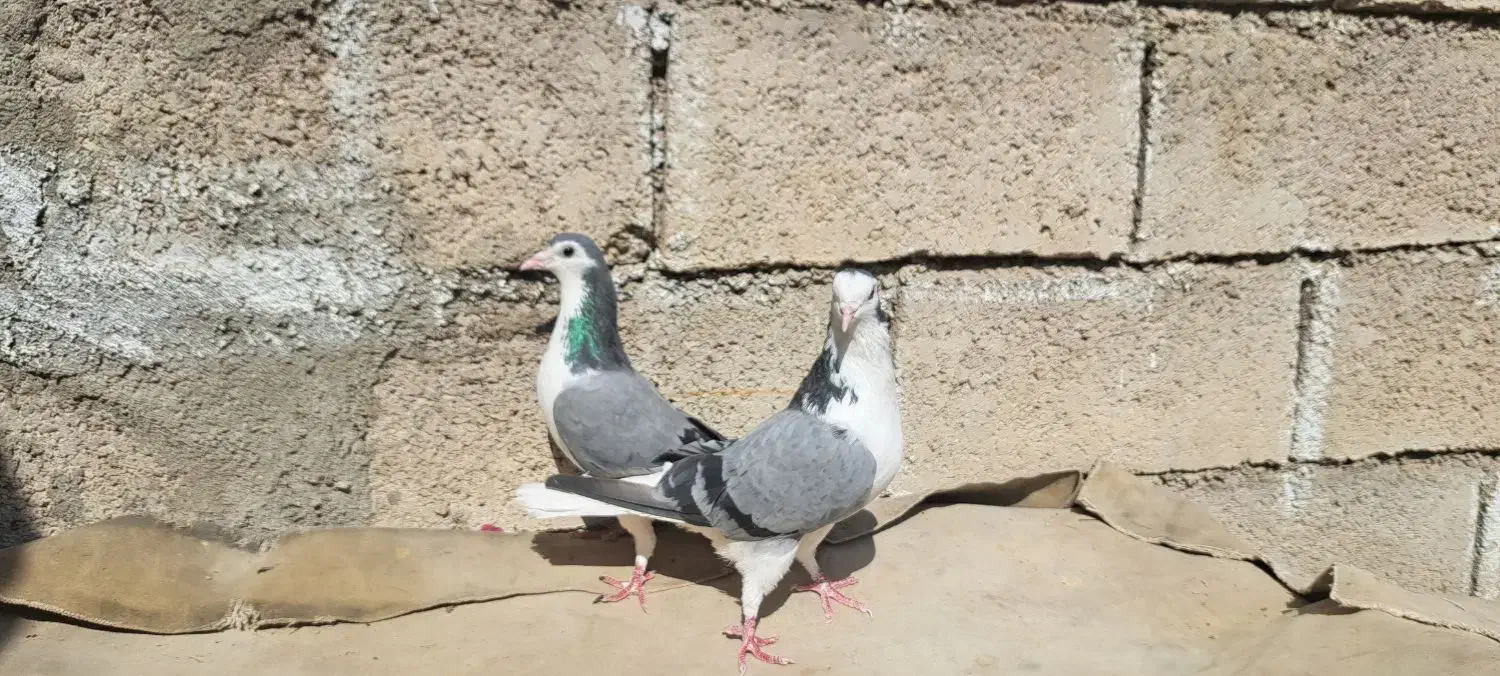 کبوتر نر ماده|پرنده|مسجد سلیمان, |دیوار